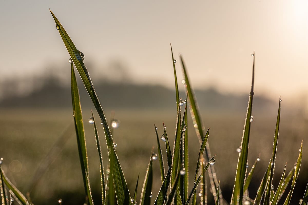 Tautropfen an aufrecht stehenden Grashalmen, dahinter geht die Sonne über einem Feld auf