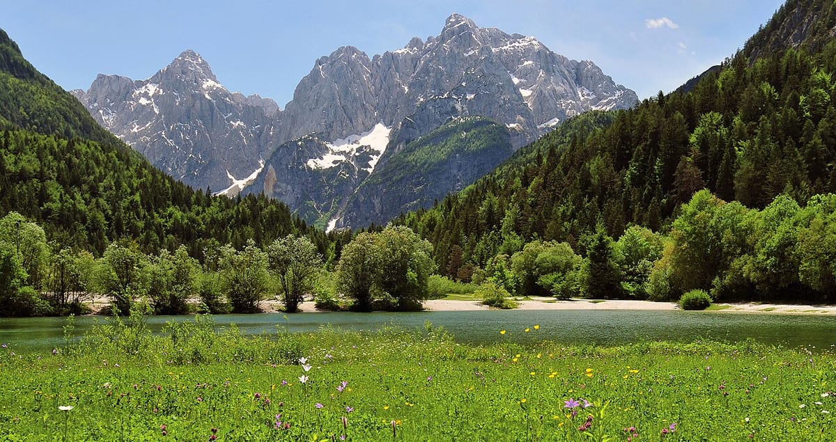Eine blühende Bergwiese, dahinter bewaldete Hänge und schroffe Felsgipfel
