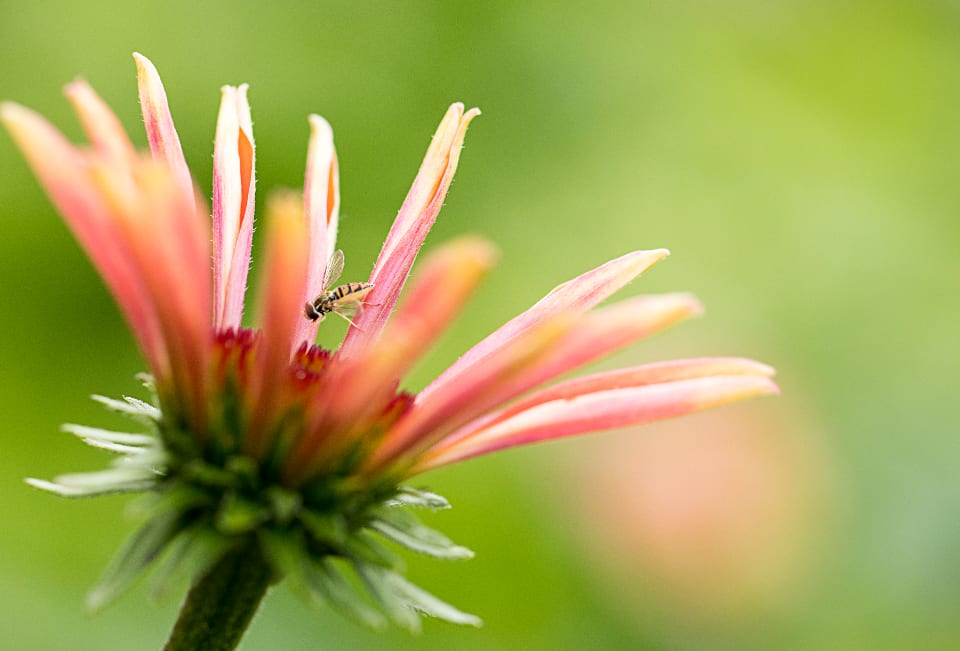 Makroaufnahme einer Sonnenhut-Blüte, auf einem Blütenblatt sitzt eine Schwebfliege, der Hintergrund löst sich in Grün auf