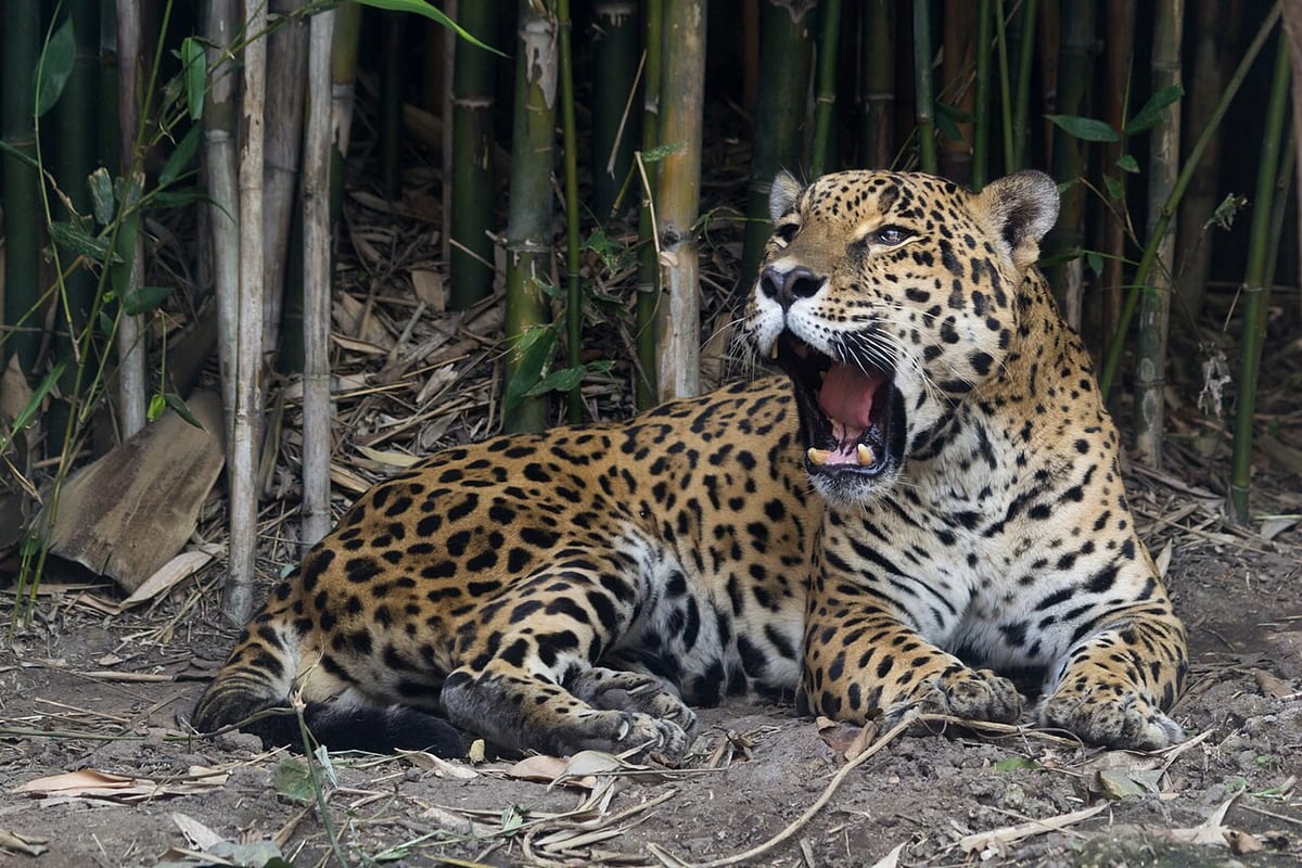 Ein Jaguar liegt gähnend vor einer Bambuswand in einem Gehege
