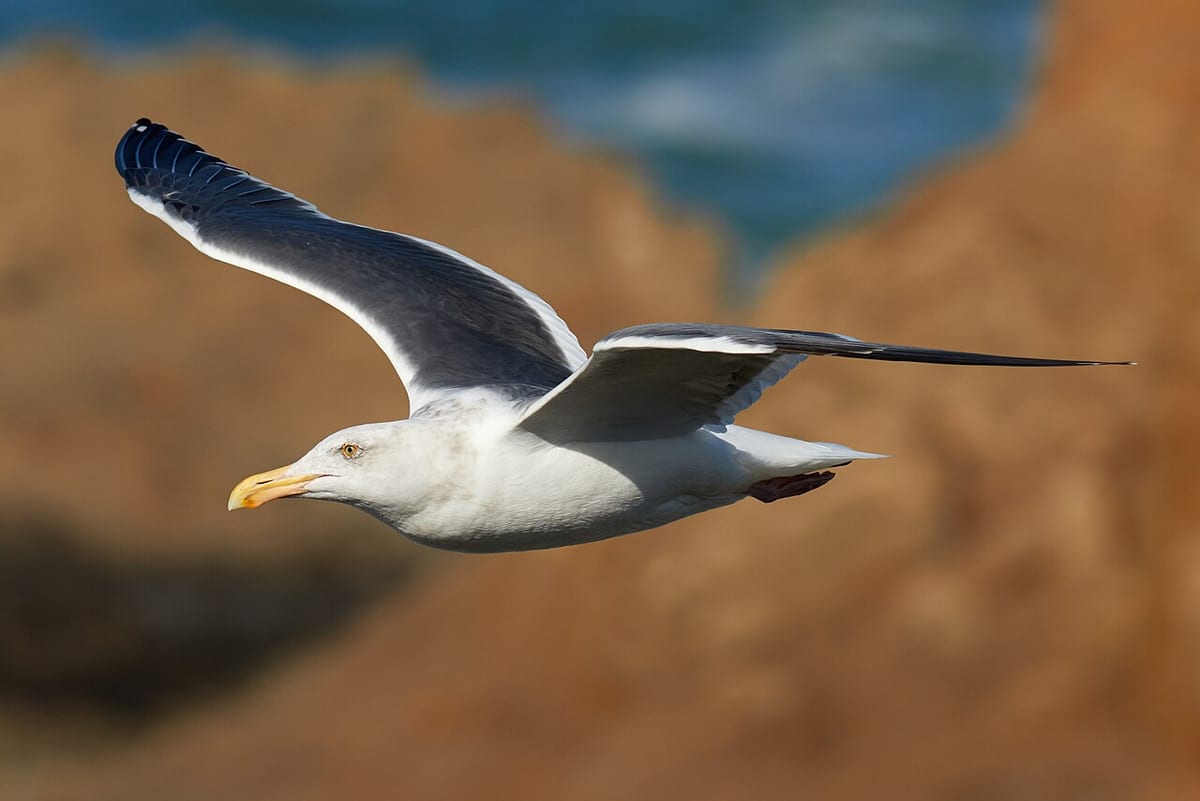 Eine Möwe im Flug mit voll ausgebreiteten Flügeln, der Hintergrund ist unscharf